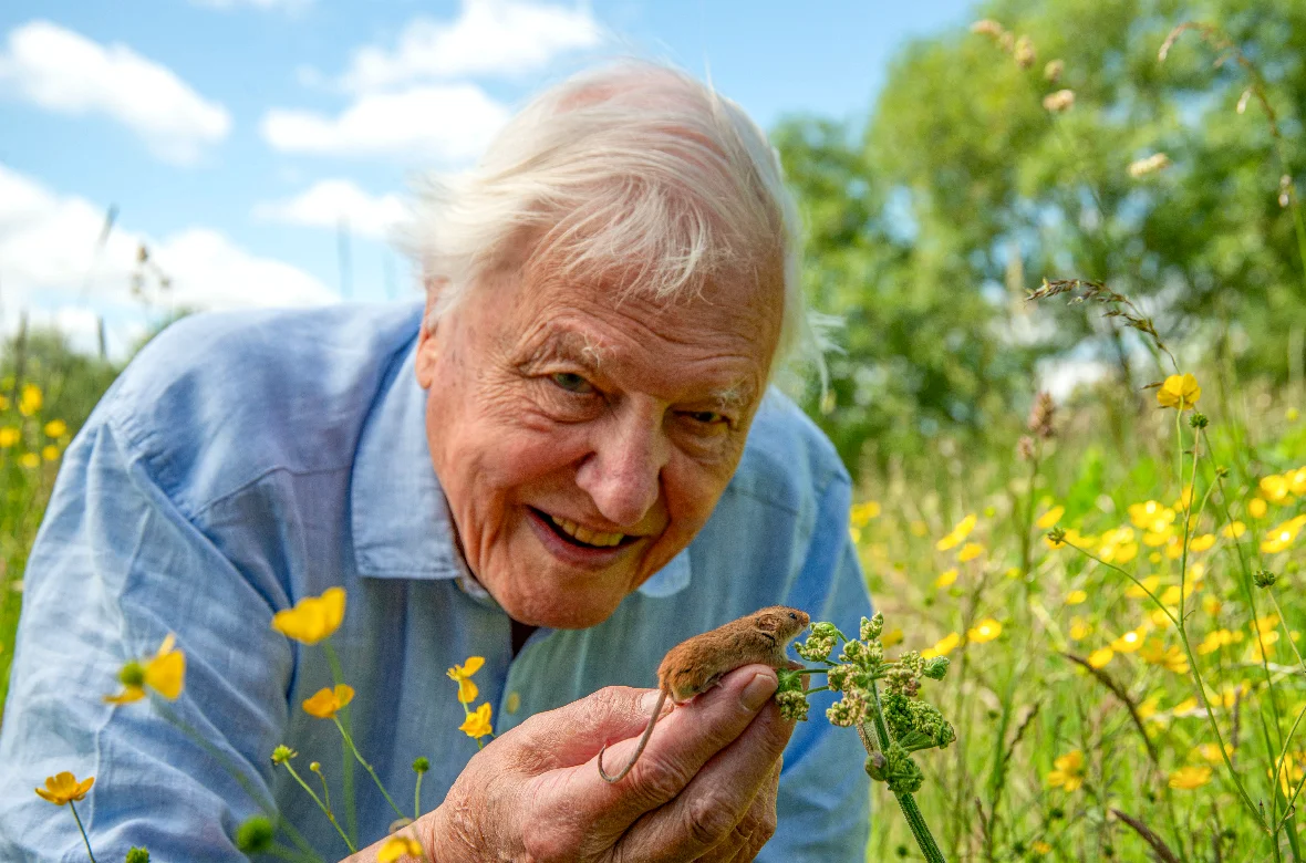 Attenborough's London Doc Makers Wanted to Rebrand Rats