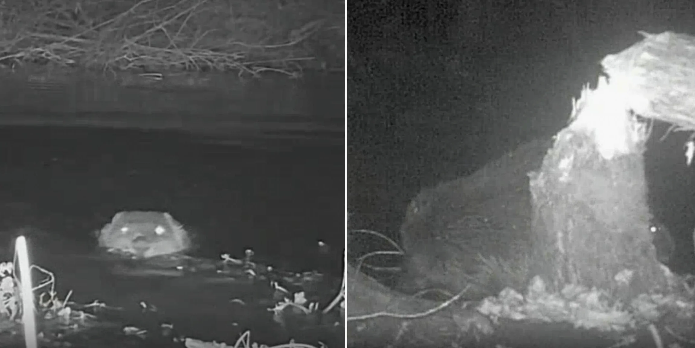 노퍽에서 500년 만에 야생 비버 발견