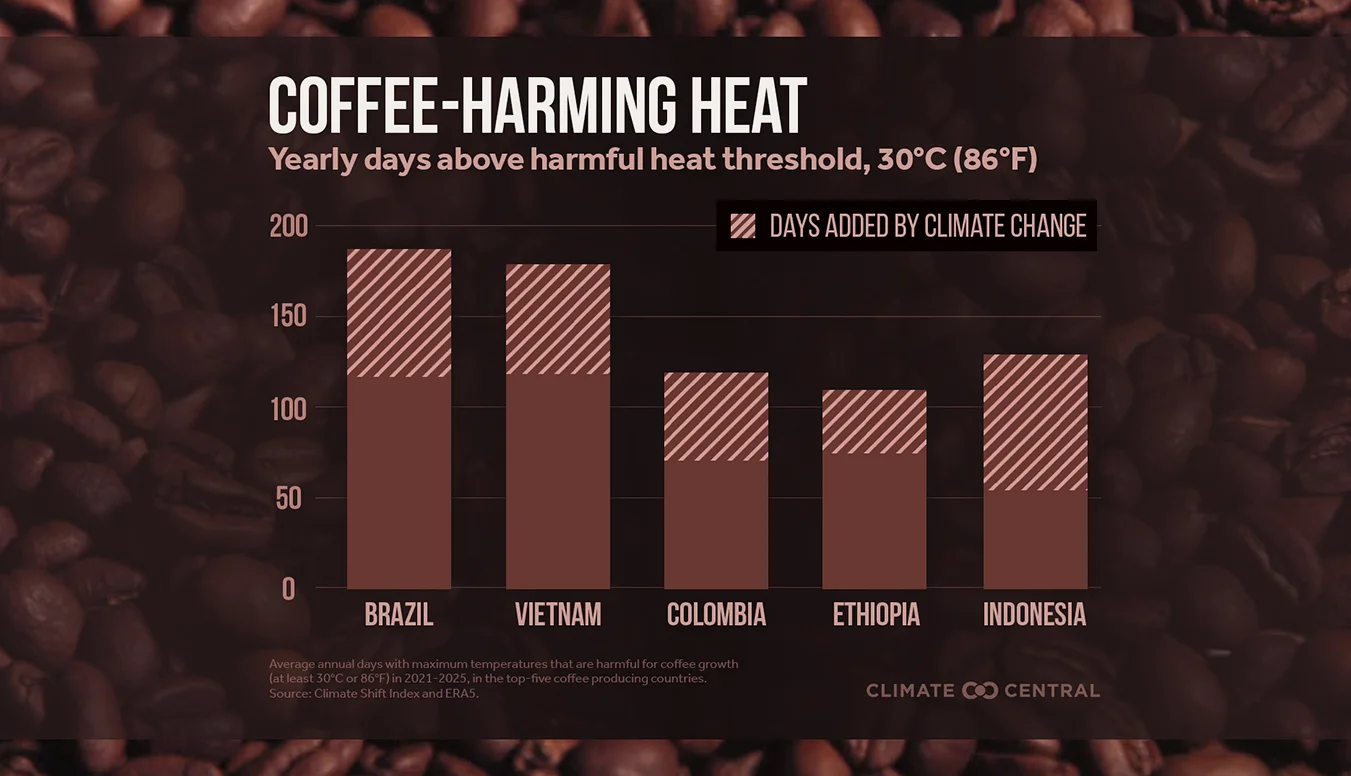 Coffee Belt Faces 57 Extra Hot Days Yearly from Climate Change