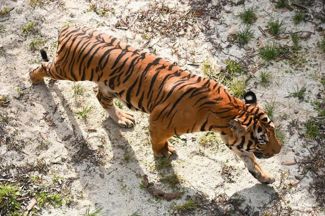 Canine Distemper Virus Kills 72 Tigers at Thailand's Tiger Kingdom