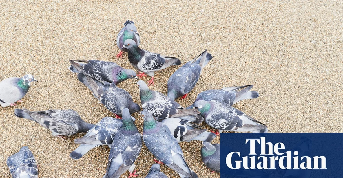 Keine Kontrolle der Tauben, sondern ihrer Futterer