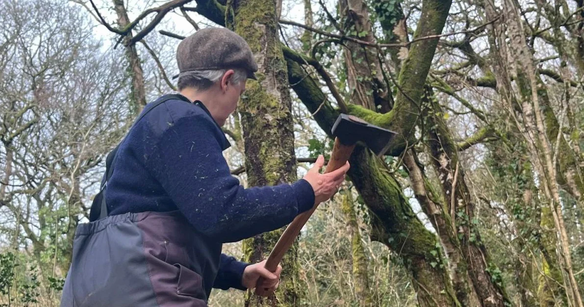 Voluntarios aprenden poda de tosa en bosques de Pembrokeshire