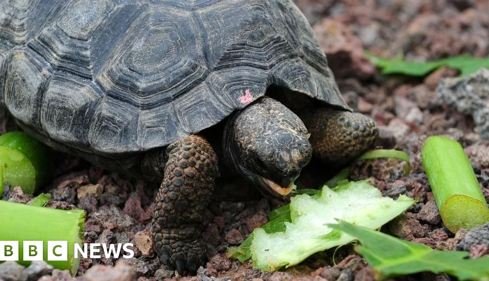 Tortugas gigantes regresan a isla galápagos tras casi 200 años