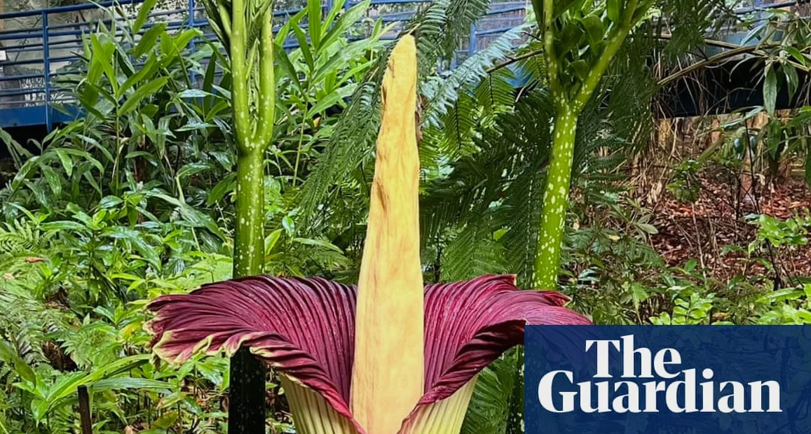 Cornwall, el mayor productor mundial de bulbos de amarilis