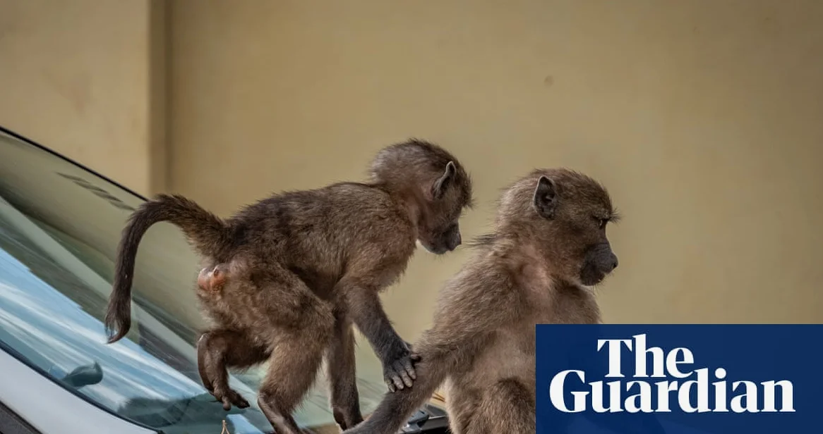 Cape Town Baboon Troops Face Relocation Amid Human Conflicts