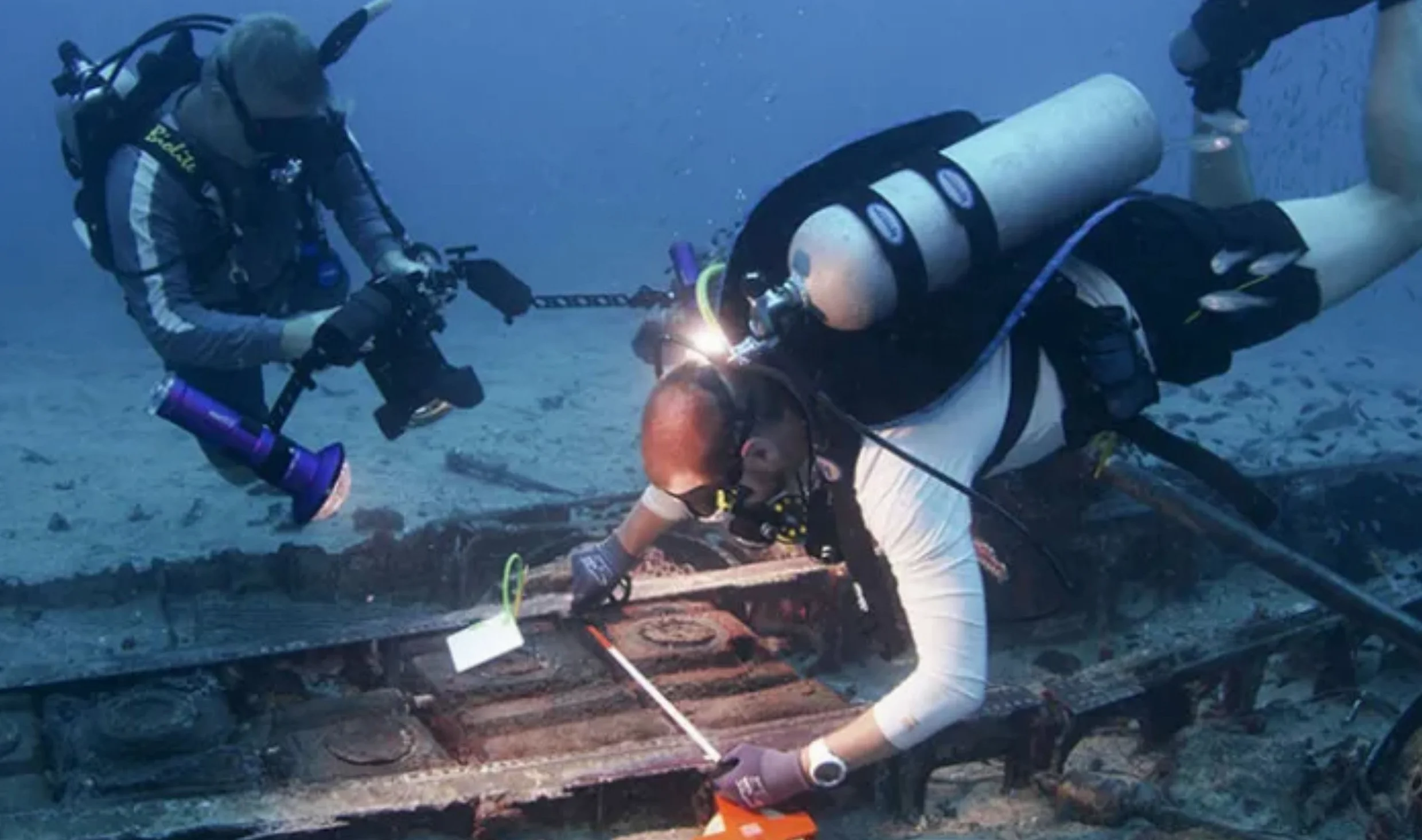 Cornwall, el mayor productor mundial de bulbos de amarilis