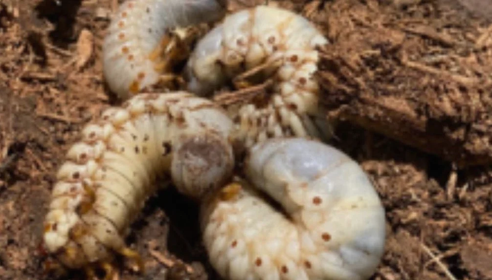 ハワイ県、ココナッツ・ライオン虫の宿主材料の移動制限を延長