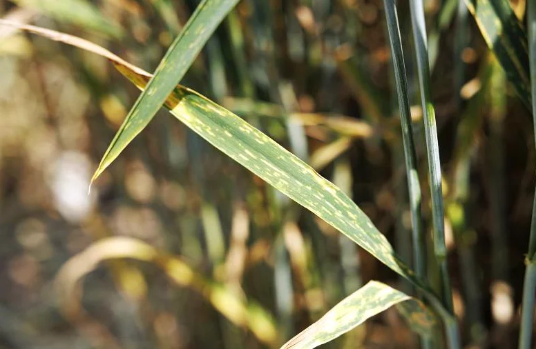 Yellow Rust Hits Most Irish Winter Wheat Varieties After YR15 Breakdown