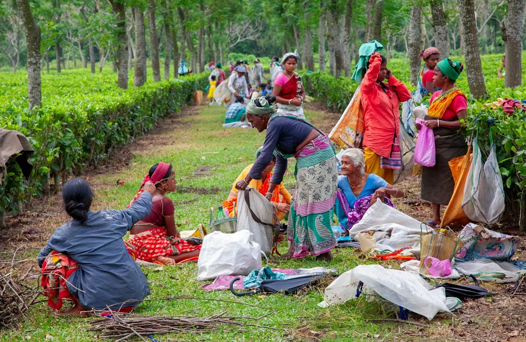 Assam BJP Pledges to Evict 5 Lakh Bighas from Illegal Encroachers