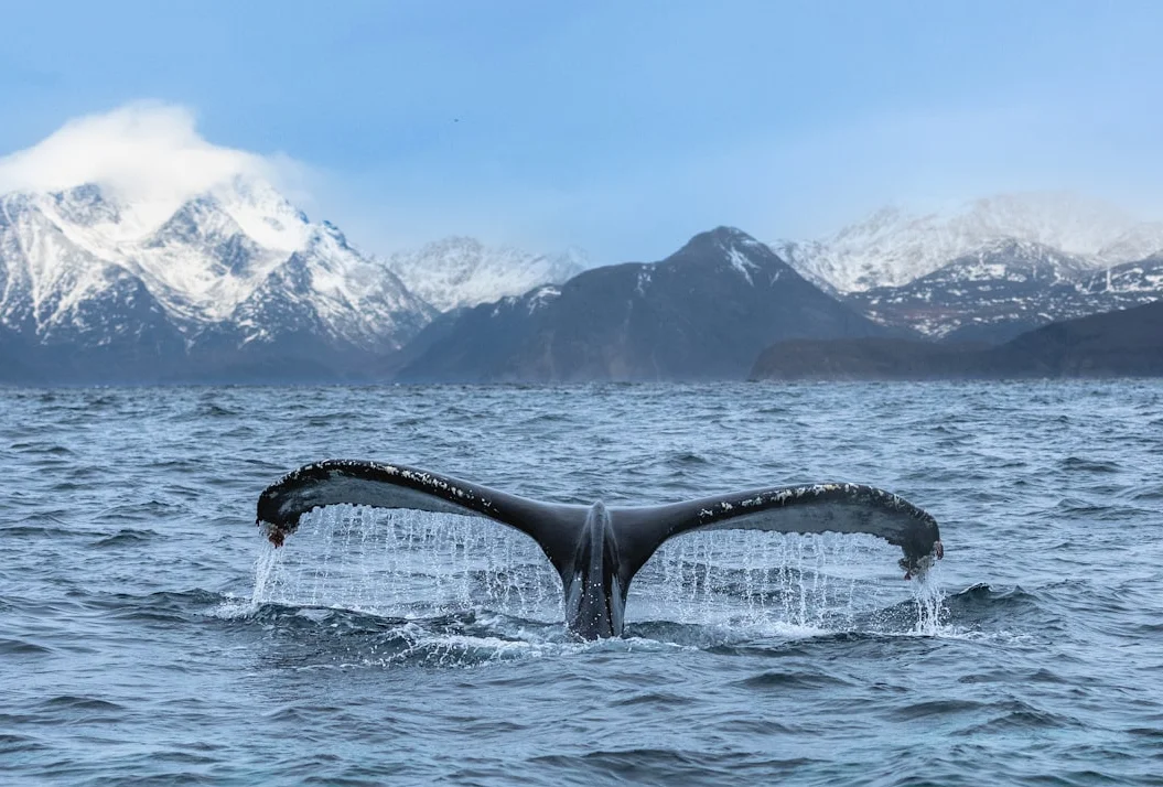 비트코인 하락에 대형 투자자와 소형 투자자 반응 엇갈려