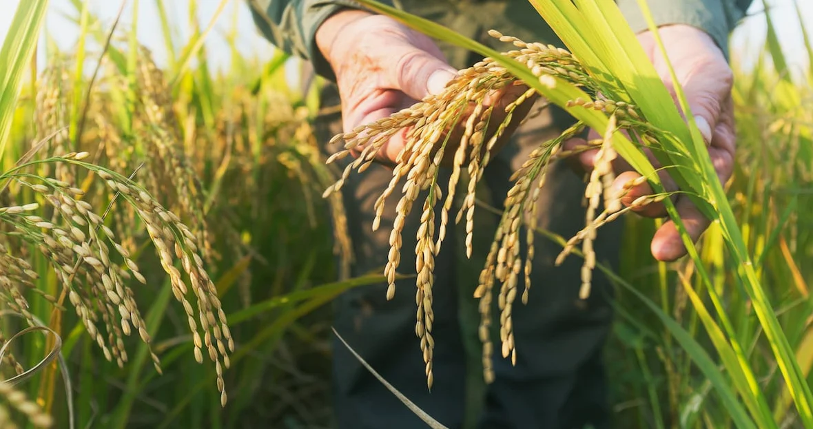 Japan will verfolgen Plan zur vollständigen Nutzung von Reisfeldern