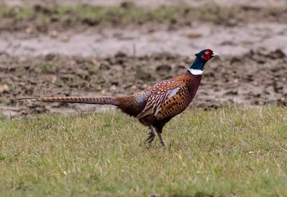 THE GOOD STUFF: Nancy Pheasant blends artistry with history – The Cherokee One Feather