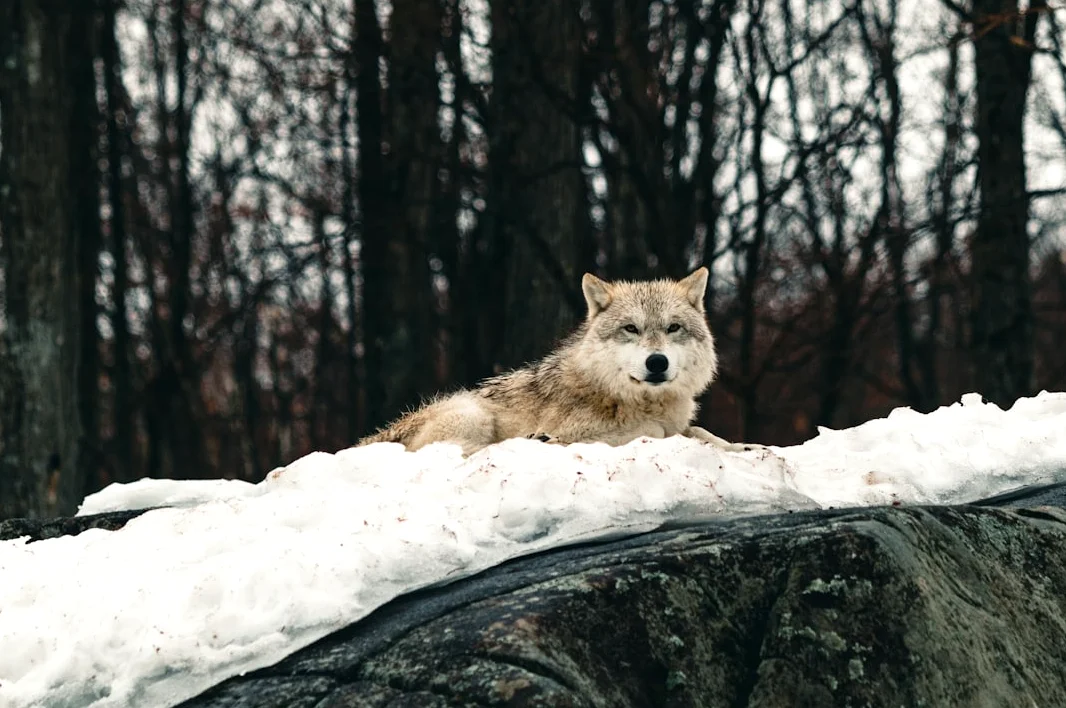 2024 봄, '울프 컷'이 뜬다