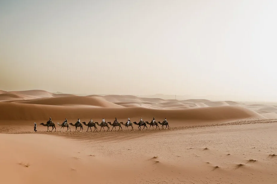 모로코, 2025년 아프리카 아보카도 수출 1위로 등극