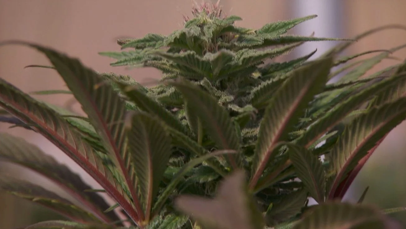 Gov. Hochul Names John Kagia as Acting Head of Cannabis Management Office