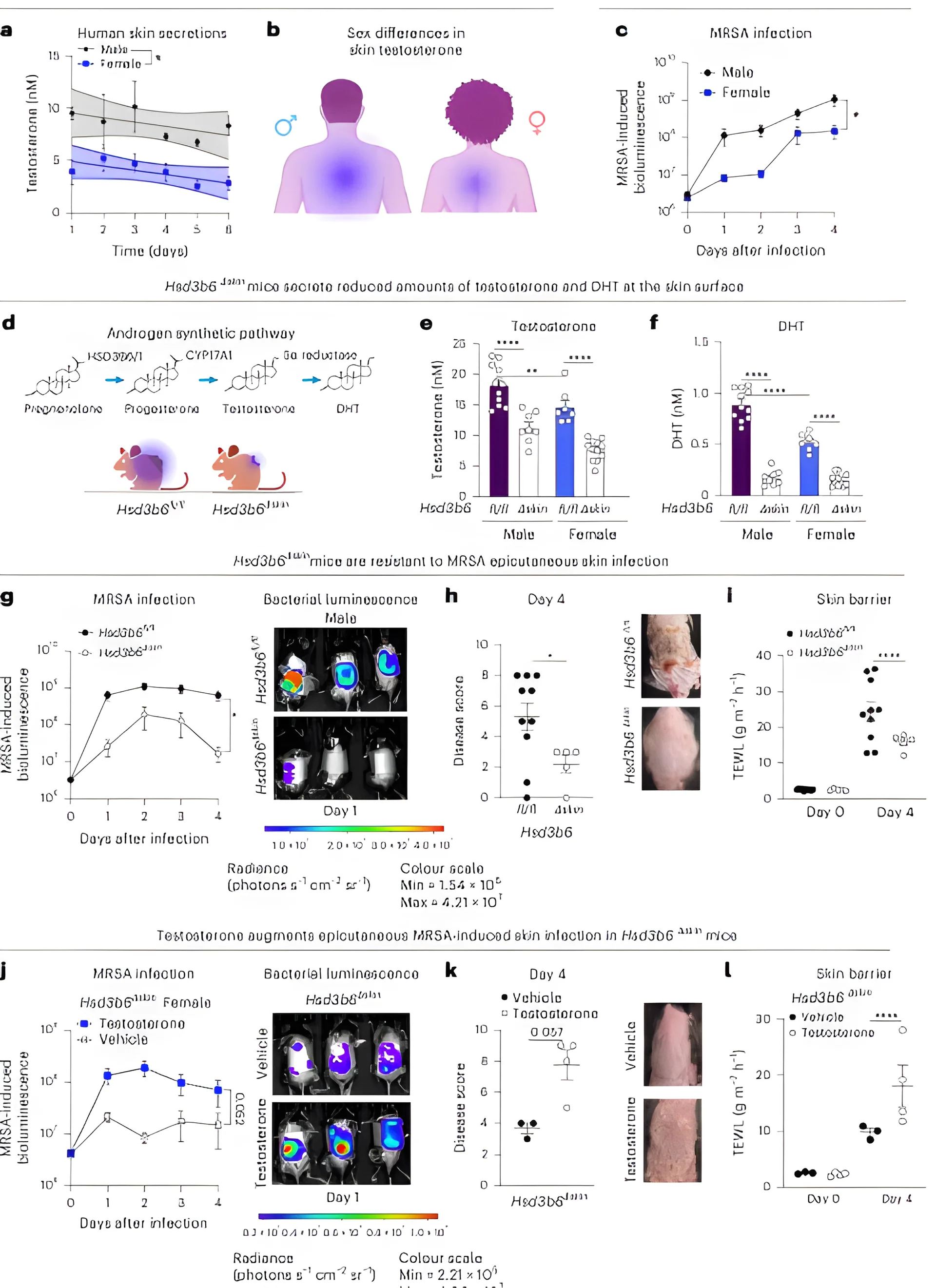 Andrógenos de la piel regulan la virulencia de Staphylococcus aureus mediante el quorum sensing