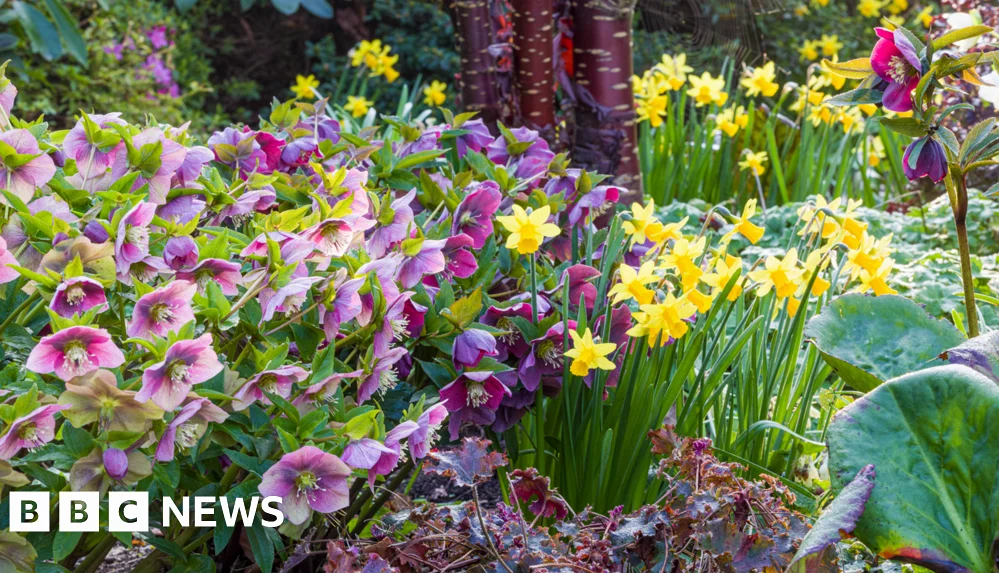Dónde ver flores de primavera en el West Midlands
