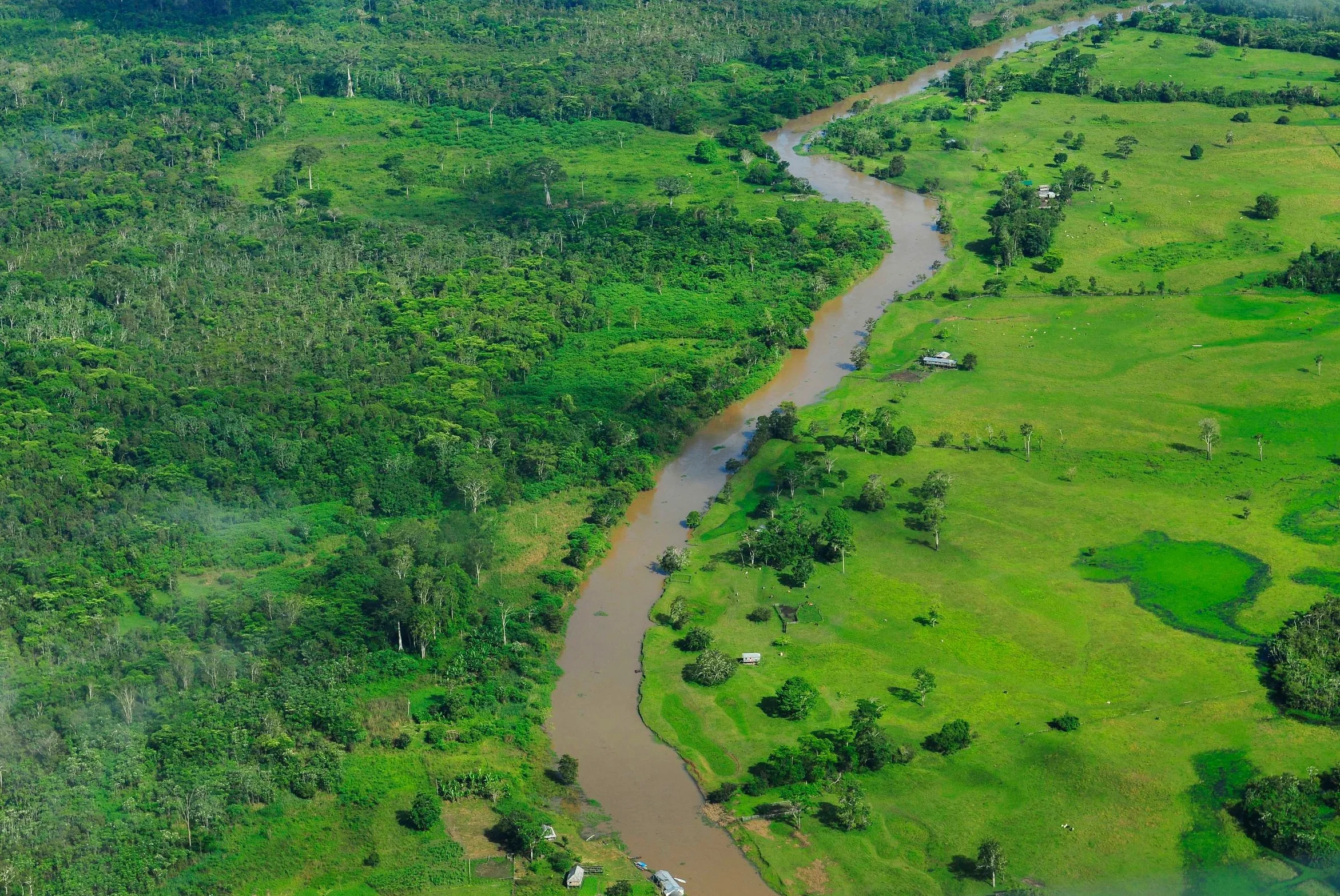Cocoa Prices Plummet Despite EU Deforestation Law, Industry Struggles