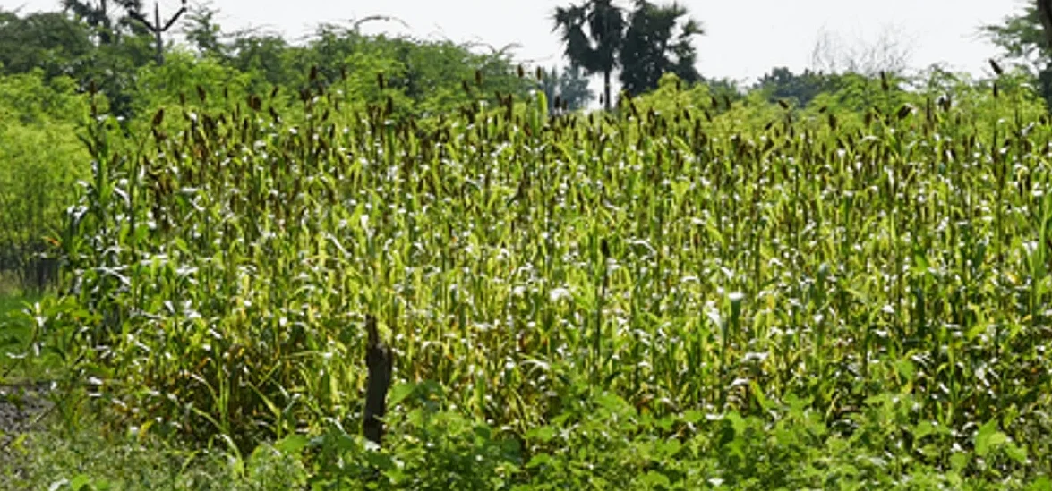 Precios del maíz caen, acumulación de existencias en mercados del distrito de Salem