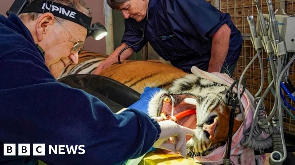Rescue Tiger Undergoes Root Canal to Save 7cm Canine Teeth in Somerset