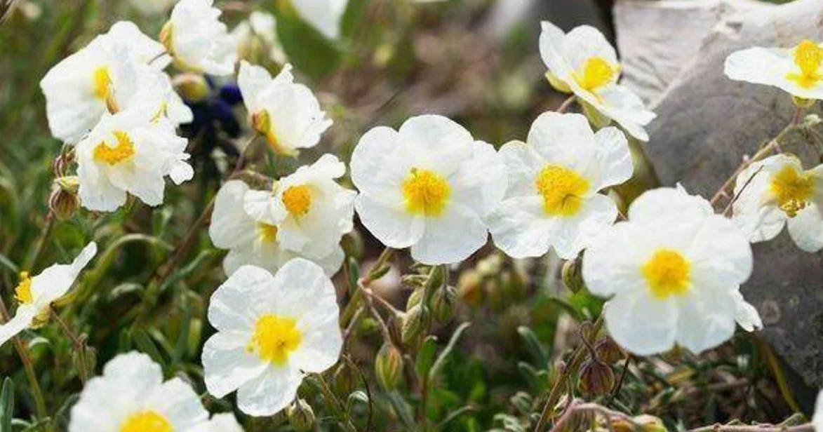 Alan Titchmarsh Recommends 7 Drought-Resistant Plants for Water-Saving Gardens