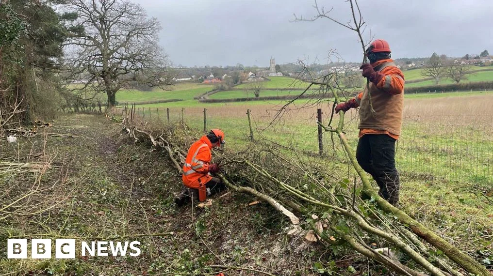Ancient Hedge Laying Techniques Revive Blagdon Lake Biodiversity