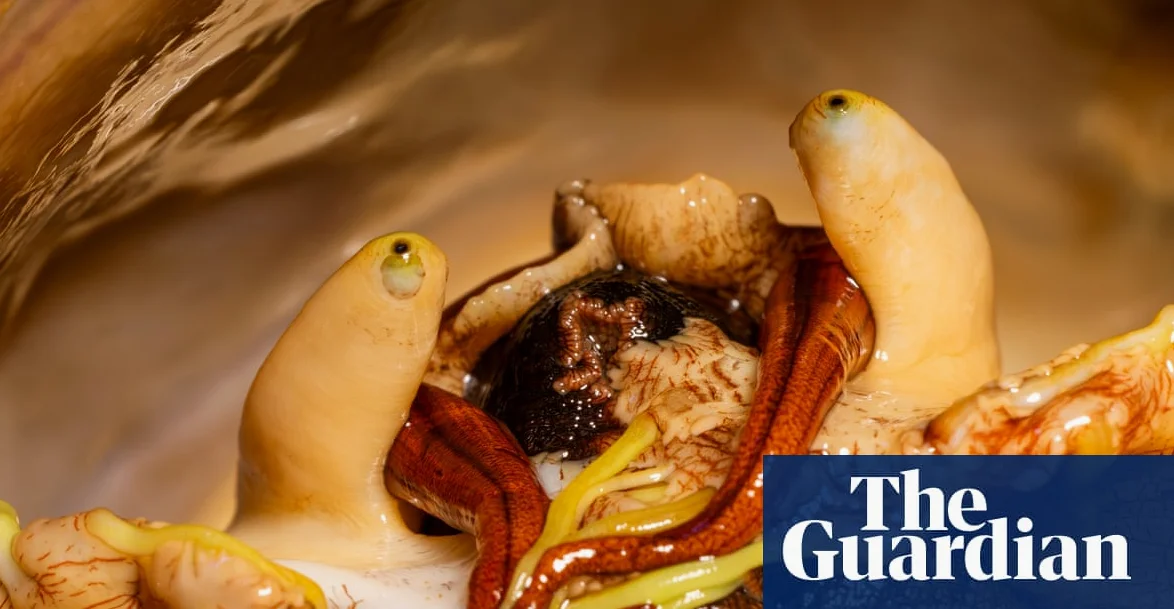 White Abalone Comeback Hinges on Lab’s Survival Amid Funding Uncertainty