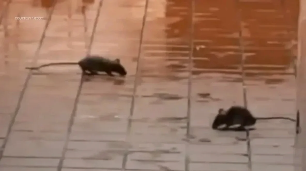 McDonald’s desmiente rumores sobre ingredientes no vacunos y enfrenta cierre por roedores