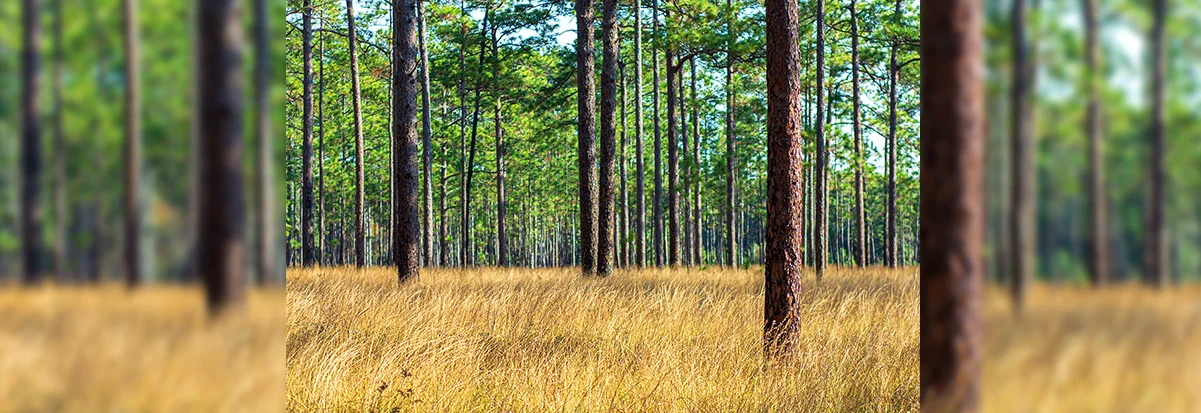 UGAのオダム校とジョーンズセンターの連携強化に新たな奨学金が設立