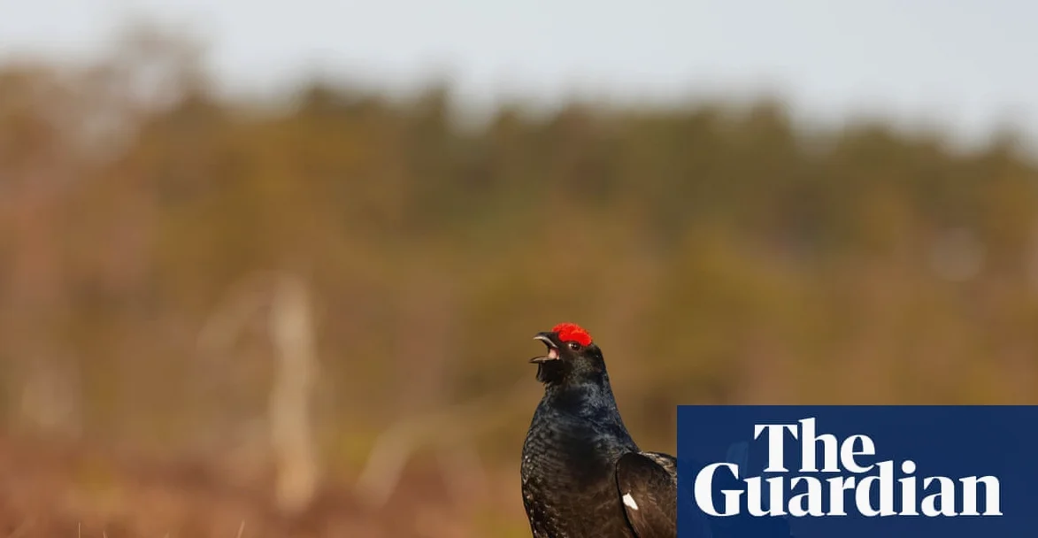 Country diary: Dawn search for rare black grouse in Wrexham