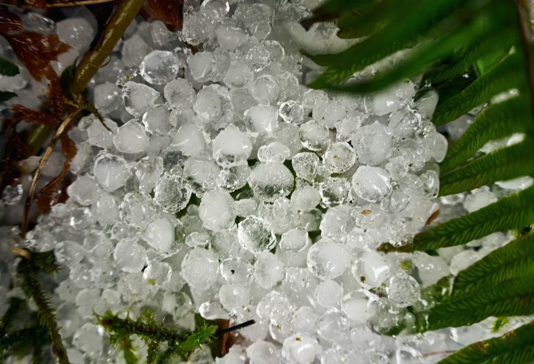 ECによる2段階投票の決定をTMCとBJPが歓迎