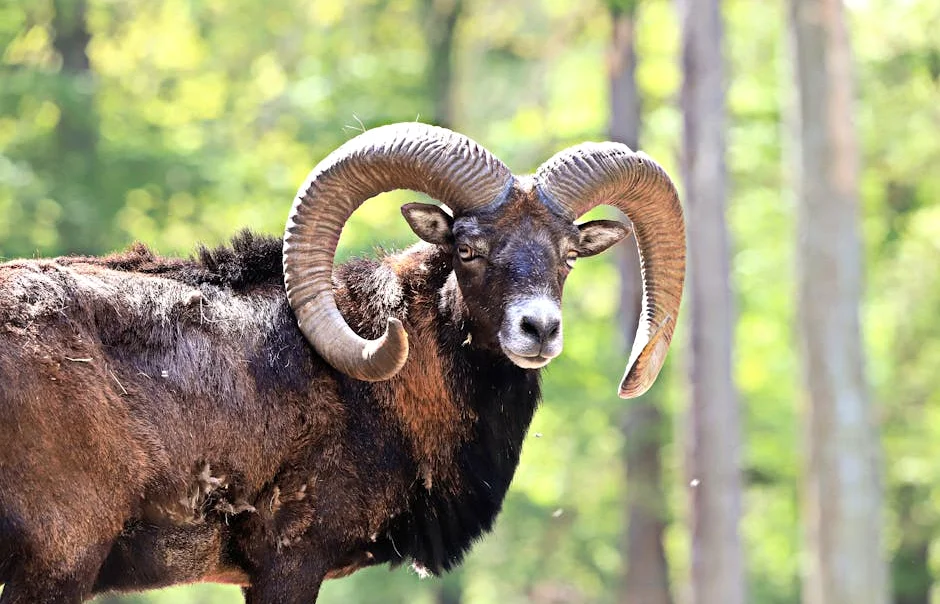 Cyprus Closes Mouflon Protection Sites Amid Foot-and-Mouth Disease Concerns
