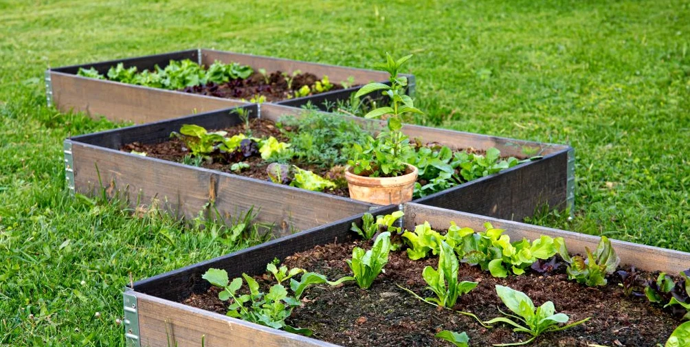 정원 이야기: 봄에 식물을 일으키는 데 열매 히터가 도움이 될까?