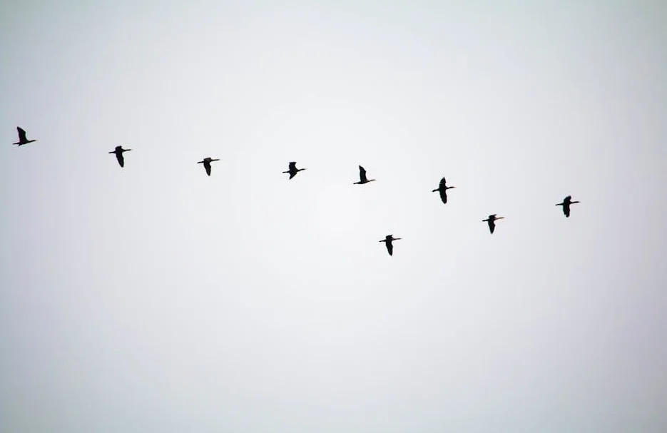 Kent County Council declares migration emergency amid meningitis outbreak