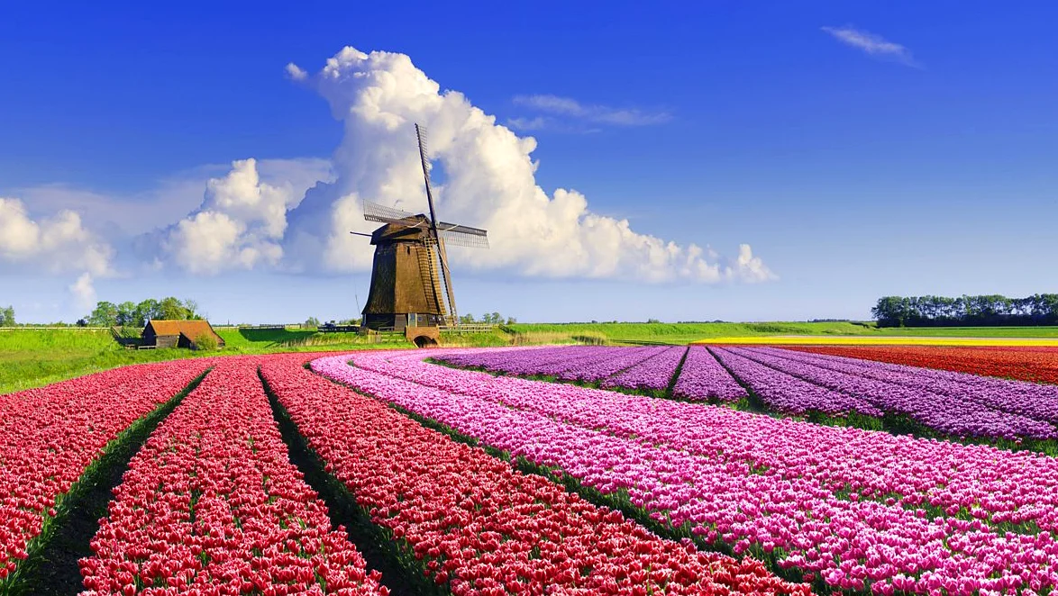 The Amazing World of Springtime Flowers Unveiled