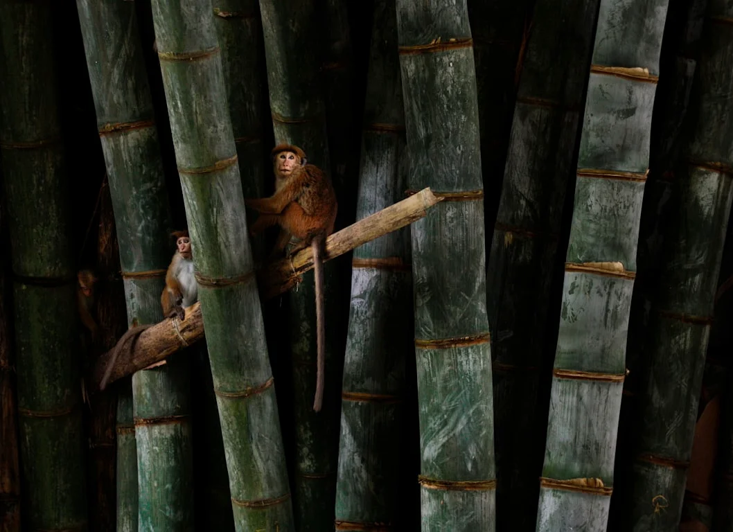 Maoming Dianbai Agarwood Expo Attracts Global Attention