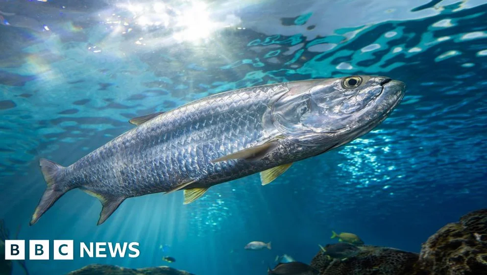 Decline in Migratory Fish Populations Prompts Global Protection Efforts