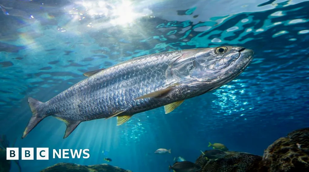 Decline in migratory fish populations prompts global protection push