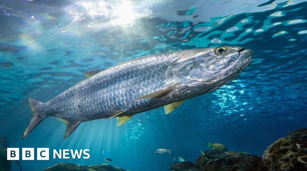 Zurückgang wandernder Fischpopulationen löst Schutzmaßnahmen aus