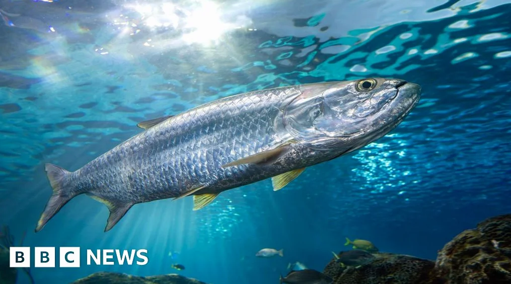 Decline in Migratory Fish Populations Sparks Global Conservation Effort