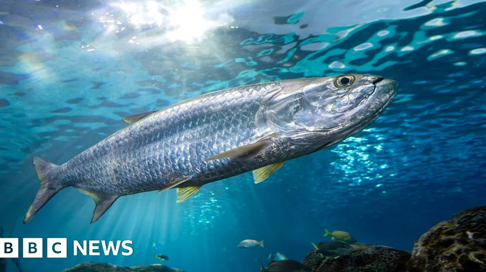 Decline in Migratory Fish Populations Sparks Global Conservation Push