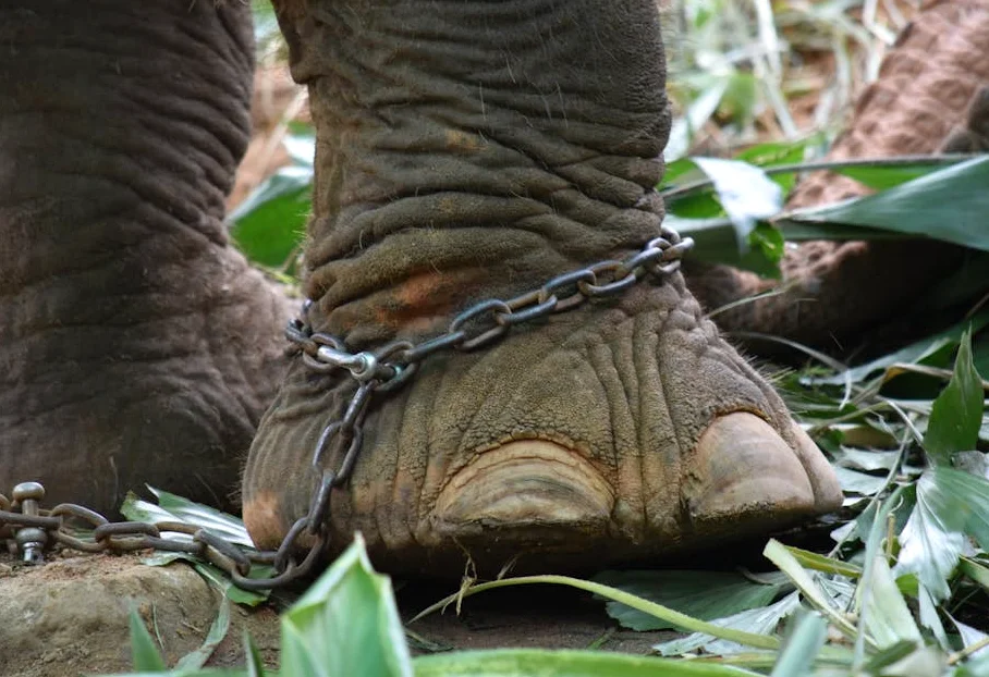 Exploit Kit 'DarkSword' Leaked, Threatens Millions of iPhones