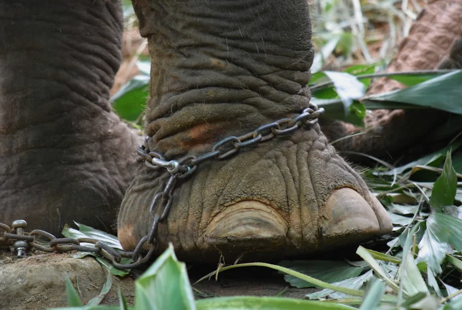 Exploit Kit for iPhones Leaked Publicly, Threatening Millions of Users