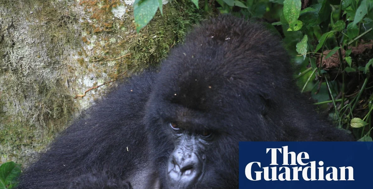 Seltenes Ereignis: Zwillinge im Virunga-Nationalpark