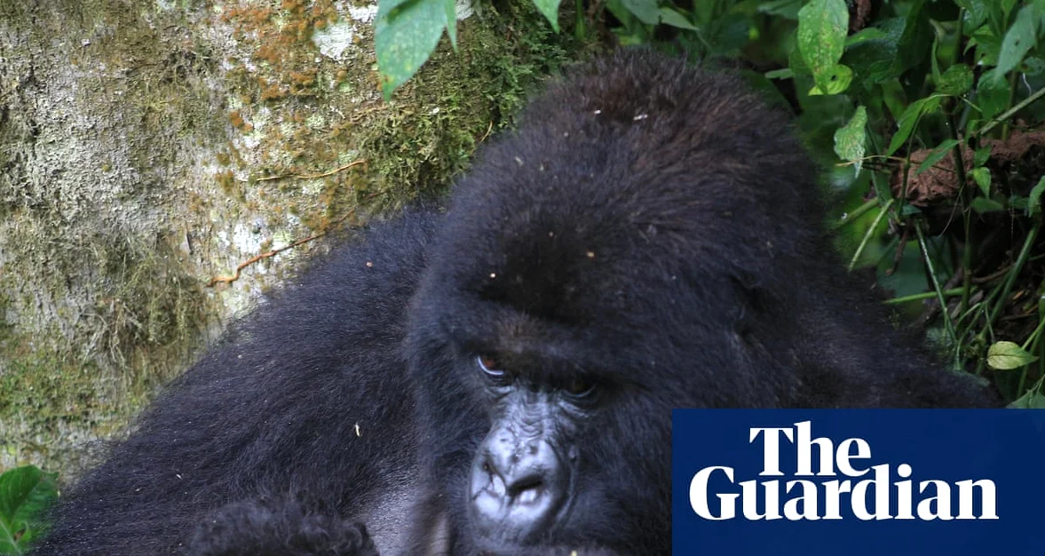 산간 기린 새끼 두 마리 탄생, 기록적인 사건