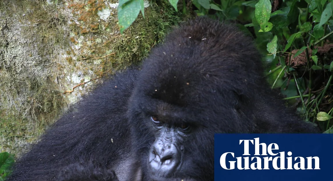 정글에서 태어난 산호삼의 쌍둥이, 보존 성과로 주목