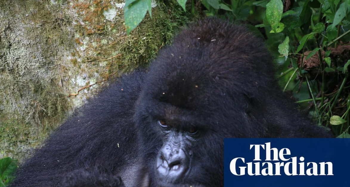 Nacimiento de gemelos de gorilas de montaña en el Congo
