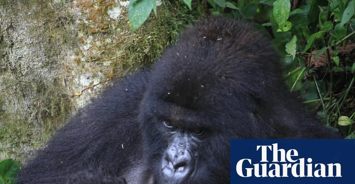 정글에서 태어난 산魈 원숭이 쌍둥이, 보존 성공의 신호