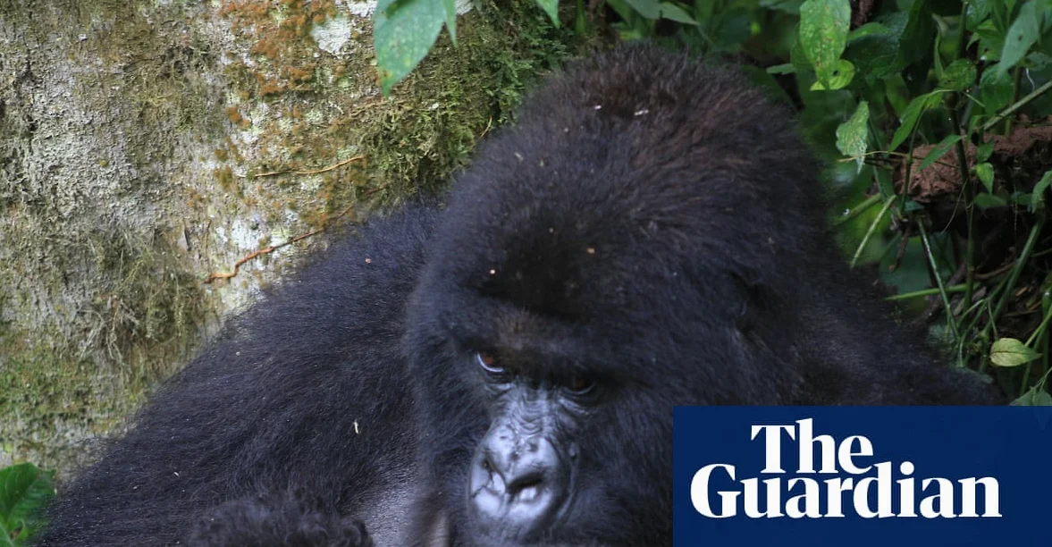 Extraordinary event: Mountain gorilla twins born in DRC's Virunga park