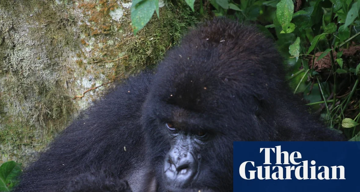 Zweieiige Geburt für Berggorillas im Kongo